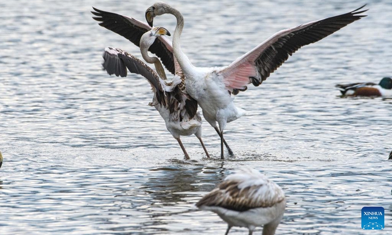 Migrating greater flamingos are seen in Hula Valley, northern Israel, on Dec. 6, 2022.(Photo: Xinhua)
