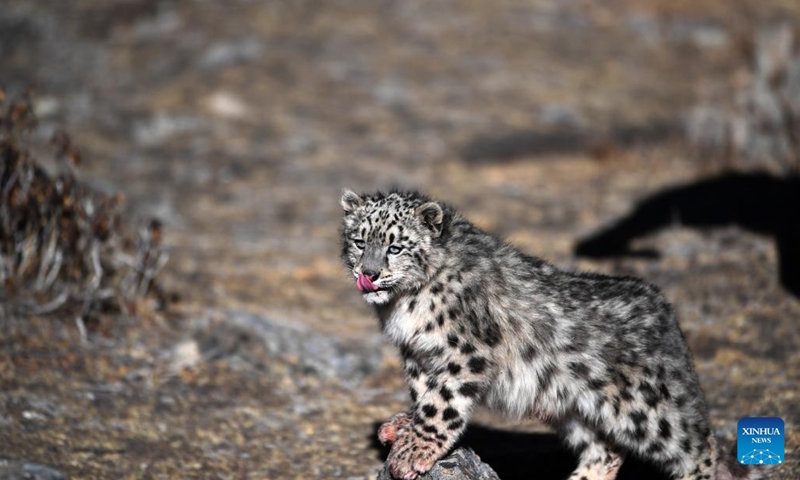 A snow leopard, a species under top-level protection in China, is released into the wild in Lhunzhub County of Lhasa, southwest China's Tibet Autonomous Region, Dec. 4, 2022, months after it was rescued in the rural area of Lhasa.(Photo: Xinhua)