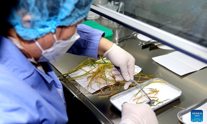 Zheng Huiqiong, a researcher at the Center for Excellence in Molecular Plant Sciences under the Chinese Academy of Sciences (CAS), processes rice samples from China's Tiangong space station at a biology lab of the Technology and Engineering Center for Space Utilization under the CAS in Beijing, capital of China, Dec. 5, 2022.(Photo: Xinhua)
