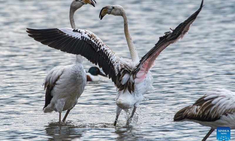Migrating greater flamingos are seen in Hula Valley, northern Israel, on Dec. 6, 2022.(Photo: Xinhua)