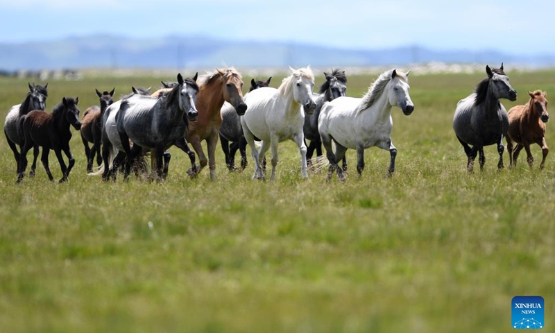 A herd of Hequ horses gallop on a ranch in Maqu County, Gannan Tibetan Autonomous Prefecture of northwest China's Gansu Province, July 15, 2021. This year's World Soil Day fell on Monday. Located on the northeast brink of the Qinghai-Tibet Plateau, Maqu County boasts an extensive presence of grasslands and wetlands, which had suffered a lot from degeneration and desertification before the end of the 20th century. (Photo: Xinhua)