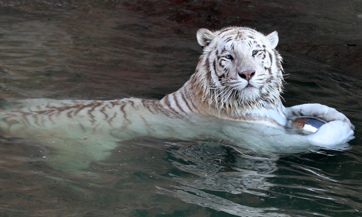 A white Bengal tiger, also known as the bleached tiger in the Nantong National Forest Safari Park, Jiangsu Province 