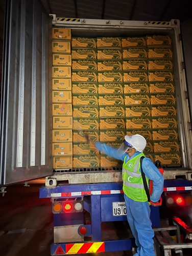 A staff member checks the packaged bananas to be loaded on the first banana train heading to China via the China-Laos Railway in Vientiane, Laos, on Dec. 6, 2022. A special freight train carrying 25 cold-chain containers loaded with 500 tons of fresh Lao bananas departed from the Vientiane station in Lao capital on Wednesday.(Photo: Xinhua)