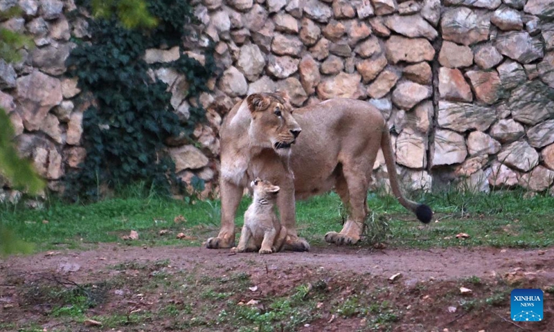 An eight-week-old Asiatic lion cub is seen with its mother in their enclosure at the Jerusalem Biblical Zoo in Jerusalem on Dec. 6, 2022.(Photo: Xinhua)