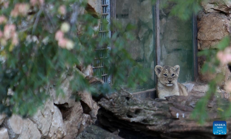 An eight-week-old Asiatic lion cub is seen at the Jerusalem Biblical Zoo in Jerusalem on Dec. 6, 2022.(Photo: Xinhua)