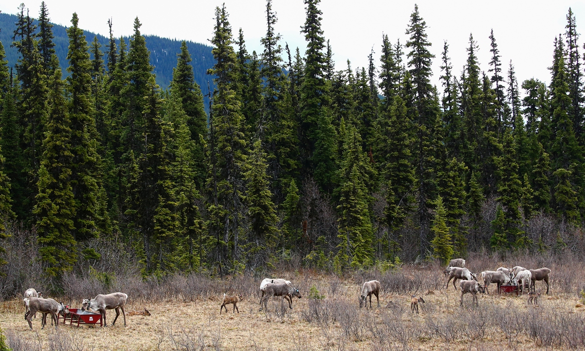 Mountain caribous from the endangered Klinse-Za herd in Canada Photos:IC