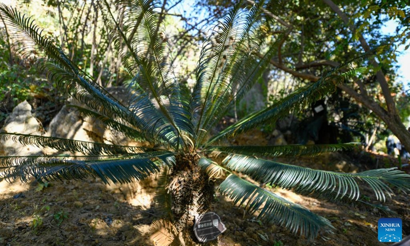 This photo shows a cycad plant in a cycad national nature reserve in Panzhihua, southwest China's Sichuan Province, Nov. 28, 2022. The city of Panzhihua boasts China's only national-level cycad nature reserve, with over 385,000 cycad plants.(Photo: Xinhua)
