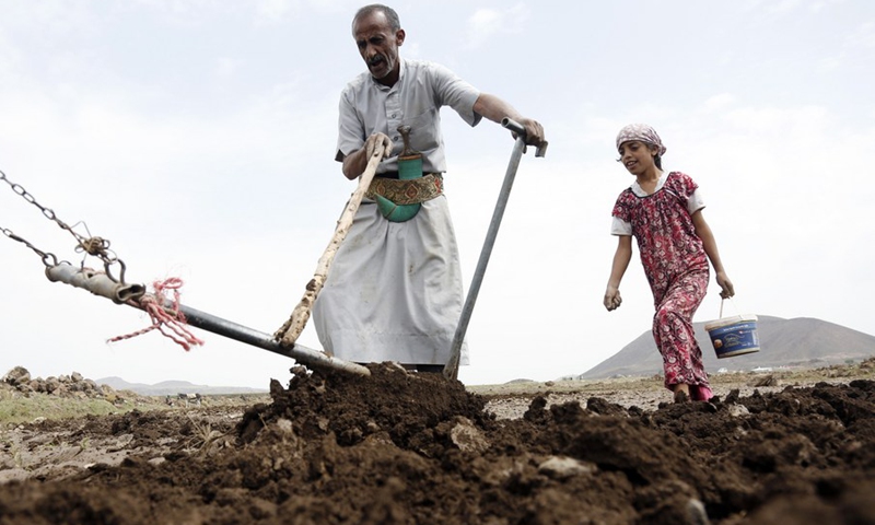 Farmers use a donkey to plow the land in Amran province, Yemen, on July 29, 2022.(Photo: Xinhua)