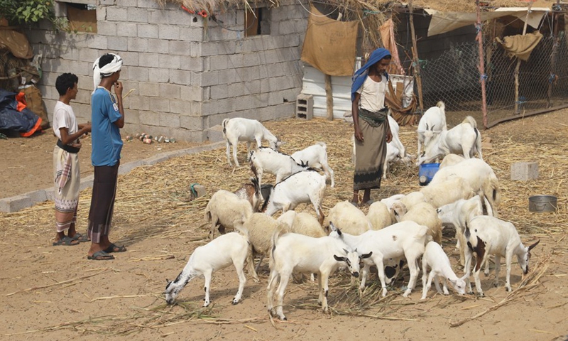 A Yemeni farmer feeds goats in the Midi District of Hajjah Province, northern Yemen, July 3, 2022.(Photo: Xinhua)