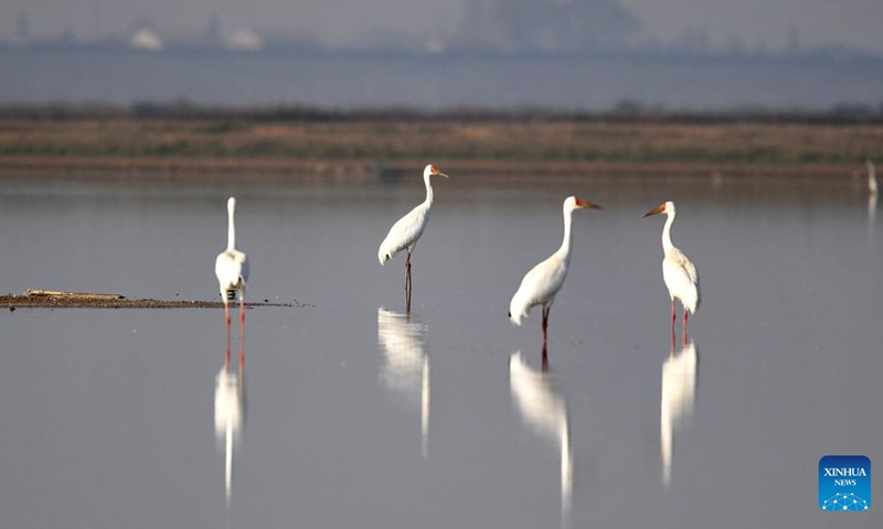 This photo taken on Dec. 14, 2022 shows white cranes at Hengling Lake Provincial Nature Reserve, a part of Dongting Lake wetland, central China's Hunan Province. Wintering migrant birds have recently arrived at Dongting Lake wetland.(Photo: Xinhua)