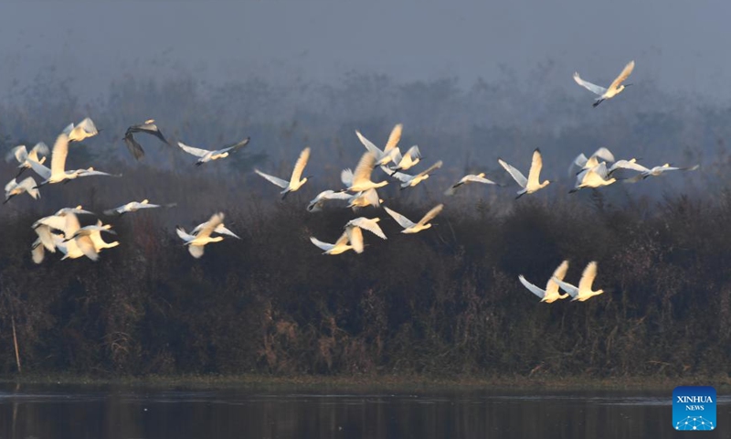 This photo taken on Dec. 13, 2022 shows spoonbills at Donggu Lake wetland of the Quyuan administration area, central China's Hunan Province. Wintering migrant birds have recently arrived at Dongting Lake wetland.(Photo: Xinhua)