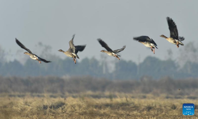This photo taken on Dec. 13, 2022 shows bean geese at Donggu Lake wetland of the Quyuan administration area, central China's Hunan Province. Wintering migrant birds have recently arrived at Dongting Lake wetland.(Photo: Xinhua)