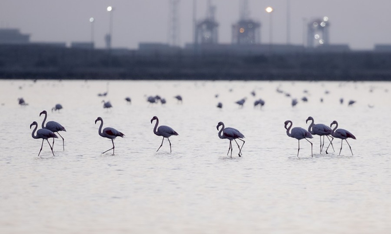 Flamingoes are pictured at a nature reserve in Port Fouad, Port Said Governorate, Egypt, Dec. 12, 2022.(Photo: Xinhua)