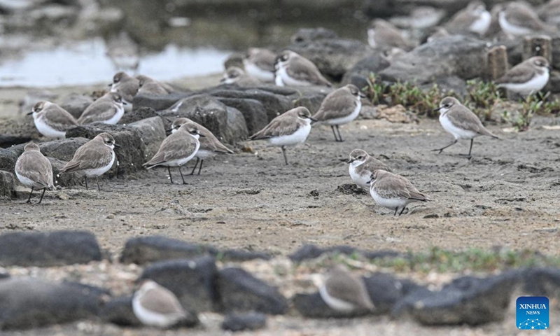 A flock of sand plovers are pictured at Danzhou Bay Wetland in Danzhou, south China's Hainan Province, Dec. 11, 2022. Danzhou Bay Wetland has been a winter habitat for migrant birds including spoon-billed sandpipers and black-faced spoonbills, both of which are under first-class national protection in China. Local authorities also pinned great importance to their protection, which has ushered in increasing diversity in the wetland ecological system there.(Photo: Xinhua)