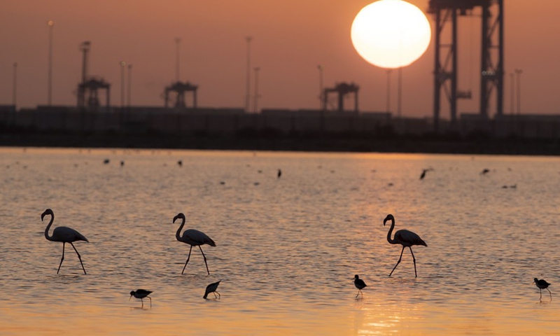 Flamingoes are pictured at a nature reserve in Port Fouad, Port Said Governorate, Egypt, Dec. 12, 2022.(Photo: Xinhua)