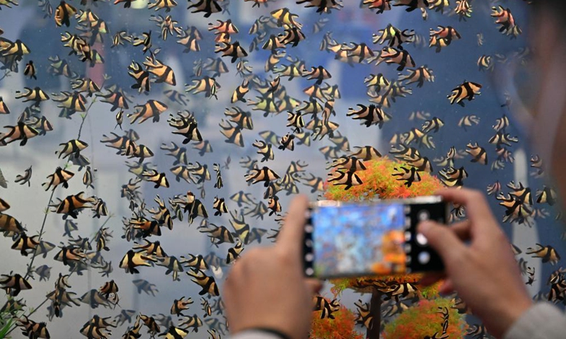 This photo taken on Dec. 15, 2022 shows fry exhibited at the 2022 China (Hainan) International Tropical Agricultural Products Winter Trade Fair in Haikou, south China's Hainan Province. The 2022 China (Hainan) International Tropical Agricultural Products Winter Trade Fair kicked off here on Thursday in the Hainan International Convention and Exhibition Center.(Photo: Xinhua)