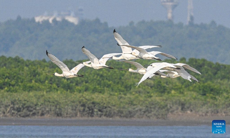A flock of black-faced spoonbills fly over the Danzhou Bay in Danzhou, south China's Hainan Province, Dec. 13, 2022. Danzhou Bay Wetland has been a winter habitat for migrant birds including spoon-billed sandpipers and black-faced spoonbills, both of which are under first-class national protection in China. Local authorities also pinned great importance to their protection, which has ushered in increasing diversity in the wetland ecological system there.(Photo: Xinhua)