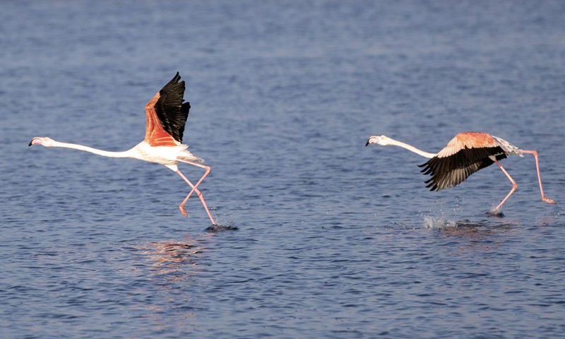 Flamingoes are pictured at a nature reserve in Port Fouad, Port Said Governorate, Egypt, Dec. 12, 2022.(Photo: Xinhua)