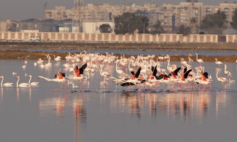 Flamingoes are pictured at a nature reserve in Port Fouad, Port Said Governorate, Egypt, Dec. 12, 2022.(Photo: Xinhua)