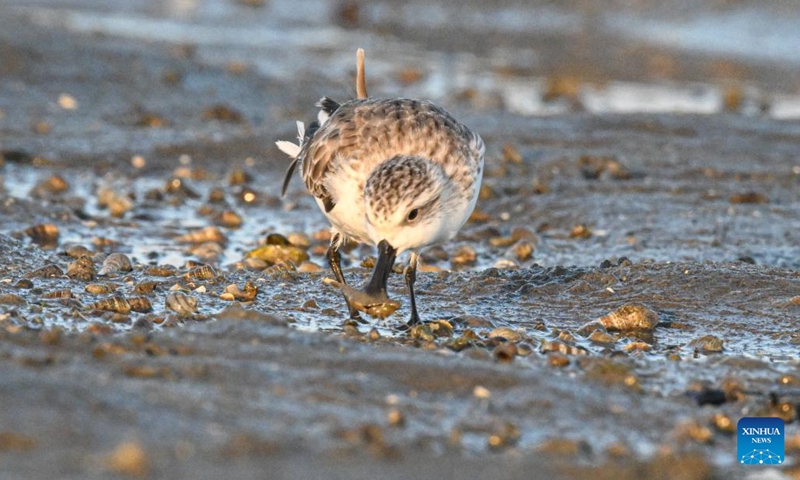 A spoon-billed sandpiper forages at Danzhou Bay Wetland in Danzhou, south China's Hainan Province, Dec. 11, 2022. Danzhou Bay Wetland has been a winter habitat for migrant birds including spoon-billed sandpipers and black-faced spoonbills, both of which are under first-class national protection in China. Local authorities also pinned great importance to their protection, which has ushered in increasing diversity in the wetland ecological system there.(Photo: Xinhua)