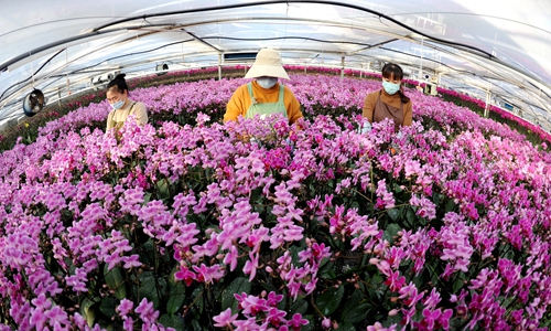 Workers sort Phalaenopsis plants before shipping them out at a local agricultural technology company in Lianyungang, East China's Jiangsu Province on December 19, 2022. As the New Year holidays are approaching, companies are actively preparing for rising demand. Photo: cnsphoto