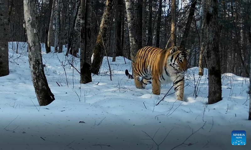 This undated photo taken with an infrared monitoring camera shows a wild Siberian tiger in Tianqiaoling forest area, northeast China's Jilin Province. Footprints and other evidence of wild Siberian tigers have been found in the Tianqiaoling forest area in northeast China's Jilin Province, the local forest bureau and public security bureau said on Monday.(Photo: Xinhua)