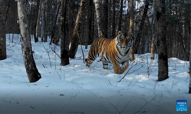 First Endangered Tiger Footprints in 50 Years Found in Northeast Siberia -  The Moscow Times