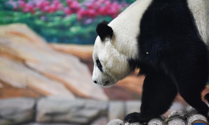A giant panda plays at Xining Panda House in Xining, capital city of northwest China's Qinghai Province, Dec. 22, 2022.(Photo: Xinhua)