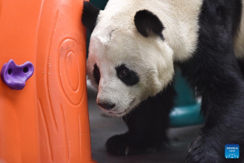 A giant panda is seen at Xining Panda House in Xining, capital city of northwest China's Qinghai Province, Dec. 22, 2022.(Photo: Xinhua)