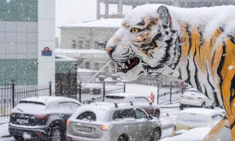 A tiger statue is covered by snow in Vladivostok, Russia, Dec. 21, 2022.(Photo: Xinhua)