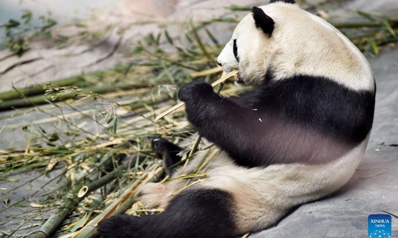 A giant panda eats bamboo at Xining Panda House in Xining, capital city of northwest China's Qinghai Province, Dec. 22, 2022.(Photo: Xinhua)