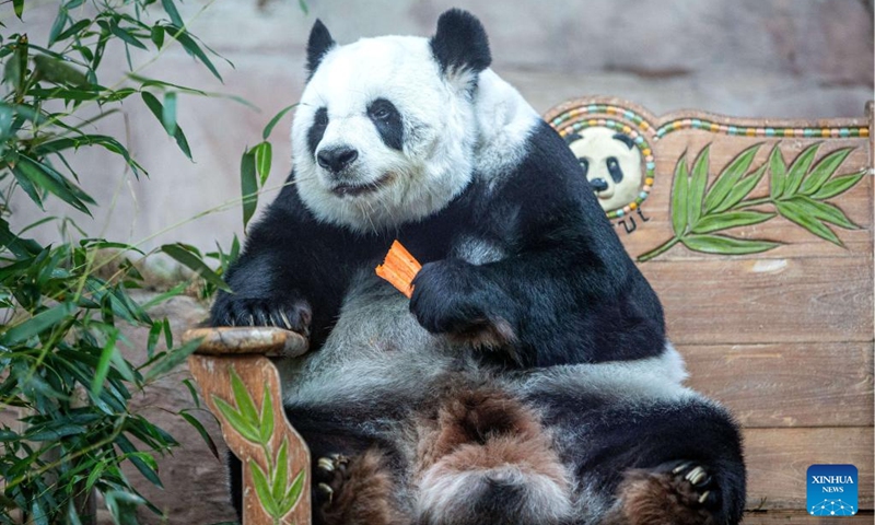 Giant panda Lin Hui takes food at Chiang Mai Zoo in Chiang Mai, Thailand, Dec. 23, 2022. Lin Hui arrived in Chiang Mai on loan from China at the age of two in 2003. (Xinhua/Wang Teng)
