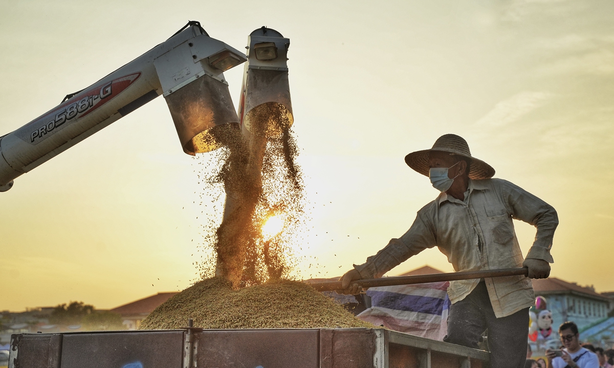 A farmer loads a truck with harvested rice in Dongguan, South China's Guangdong Province, on November 20, 2022. Photo: VCG