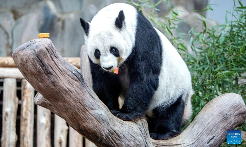 Giant panda Lin Hui takes food at Chiang Mai Zoo in Chiang Mai, Thailand, Dec. 23, 2022. Lin Hui arrived in Chiang Mai on loan from China at the age of two in 2003. (Xinhua/Wang Teng)