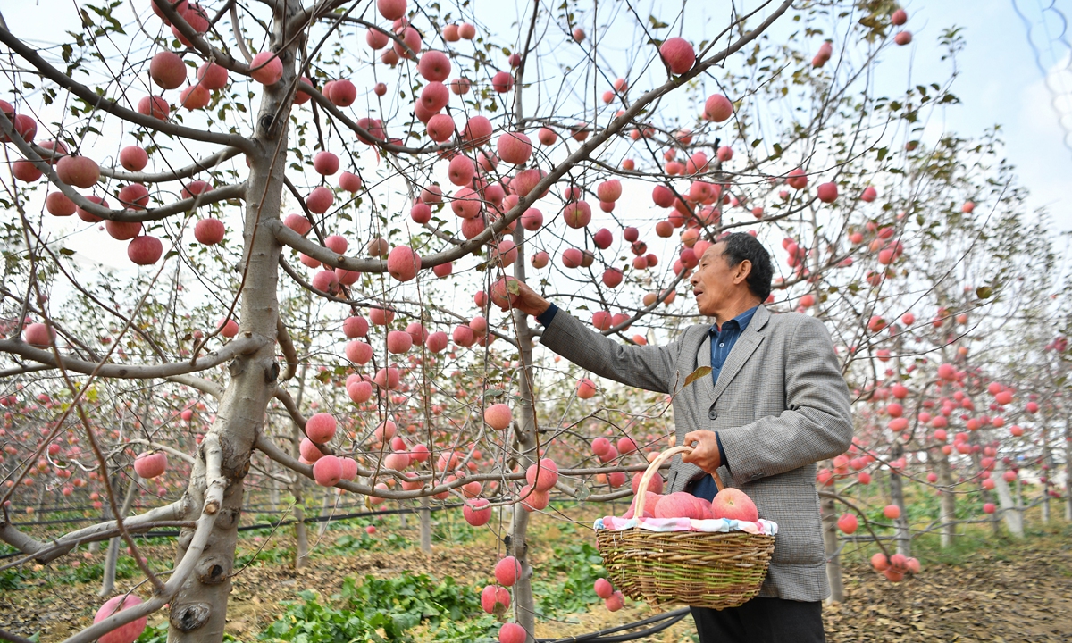 A farmers picks apples at an orchard in Yan'an, Shaanxi Province, on October 27, 2022. Photo: Xinhua