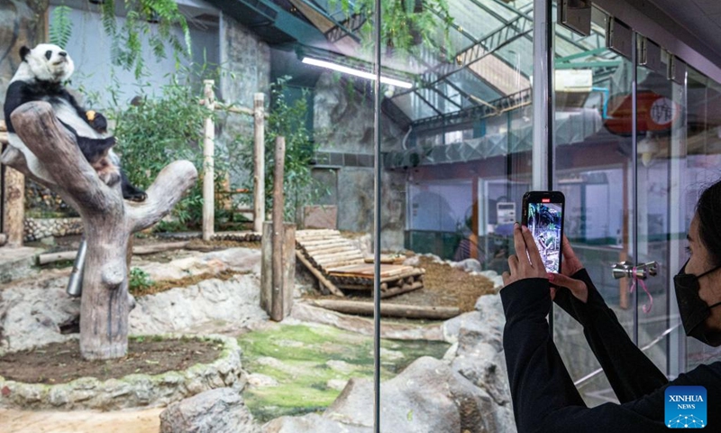 A visitor takes photos of giant panda Lin Hui at Chiang Mai Zoo in Chiang Mai, Thailand, Dec. 23, 2022. Lin Hui arrived in Chiang Mai on loan from China at the age of two in 2003. (Xinhua/Wang Teng)