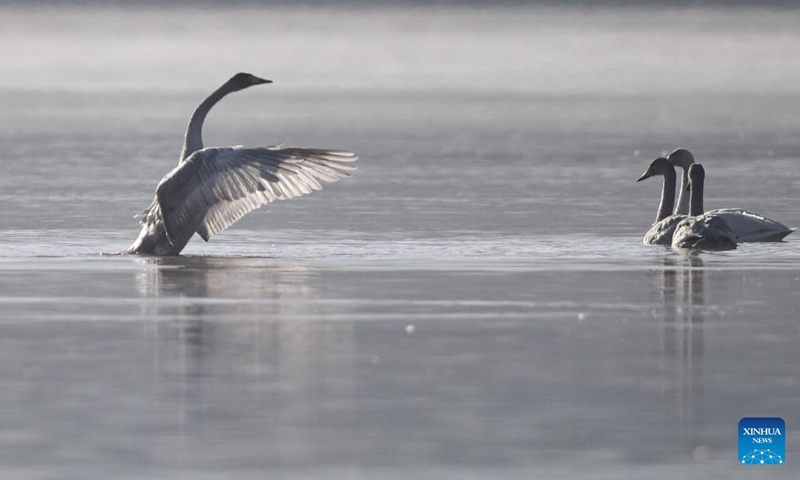 Wintering whooper swans are seen at the Yellow River in Hualong Hui Autonomous County of Haidong City, northwest China's Qinghai Province, Dec. 23, 2022. (Xinhua/Wu Gang)
