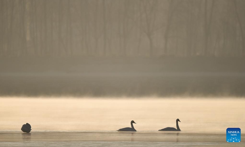 Wintering whooper swans are seen at the Yellow River in Hualong Hui Autonomous County of Haidong City, northwest China's Qinghai Province, Dec. 23, 2022. (Xinhua/Wu Gang)