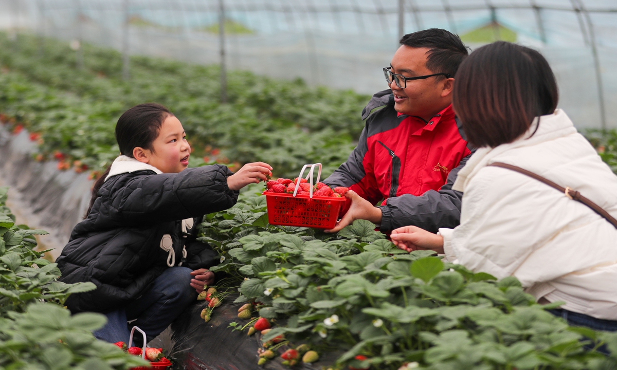 
Visitors pick strawberries at a planting base on December 27, 2022 in Cengong county, Qiandongnan Miao and Dong Autonomous Prefecture, Southwest China's Guizhou Province. The county has been promoting the integrated development of agro-industry and rural tourism to help local farmers increase their incomes while boosting rural revitalization. Photo: cnsphoto