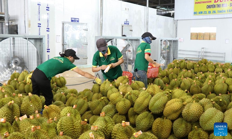 Staff members put stickers on fresh durians before export to China at an export factory in Krong Pac district, Vietnam's central highlands Dak Lak province, on Sept. 17, 2022.(Photo: Xinhua)