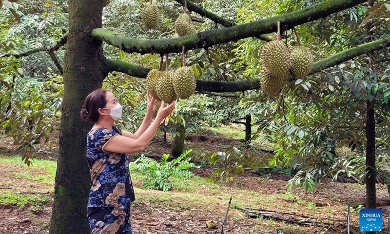 A farmer works in the Ri6 durian orchard in Chau Duc district, Ba Ria-Vung Tau province, Vietnam, on May 25, 2022.(Photo: Xinhua)