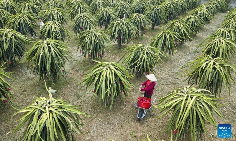 A farmer works in a dragon fruit farm in Lac Thuy district, Hoa Binh province, Vietnam, on July 6, 2022.(Photo: Xinhua)