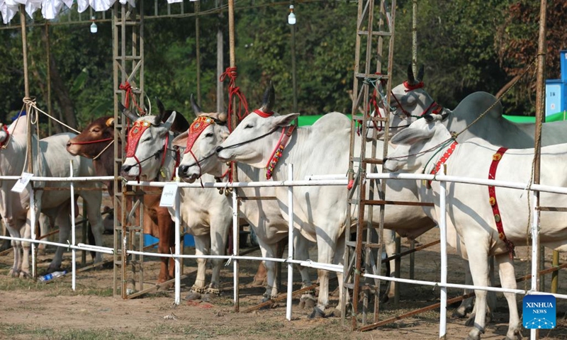 Cattle are seen at a cattle exhibition in Yangon, Myanmar, Dec. 31, 2022. Myanmar's Yangon Region government organized a cattle exhibition and competition here on Saturday to boost its livestock production. (Photo by Myo Kyaw Soe/Xinhua)