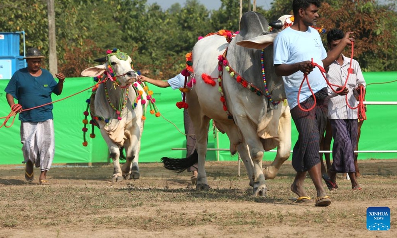 Cattle are seen at a cattle exhibition in Yangon, Myanmar, Dec. 31, 2022. Myanmar's Yangon Region government organized a cattle exhibition and competition here on Saturday to boost its livestock production. (Photo by Myo Kyaw Soe/Xinhua)