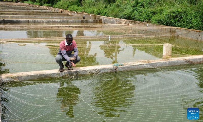 Godfrey Kityo, a fish breeding technician, feeds fish in a fish pond at the Aquaculture Research and Development Centre in Kajjansi, Wakiso District, Uganda, Dec. 21, 2022. (Photo by Hajarah Nalwadda/Xinhua)