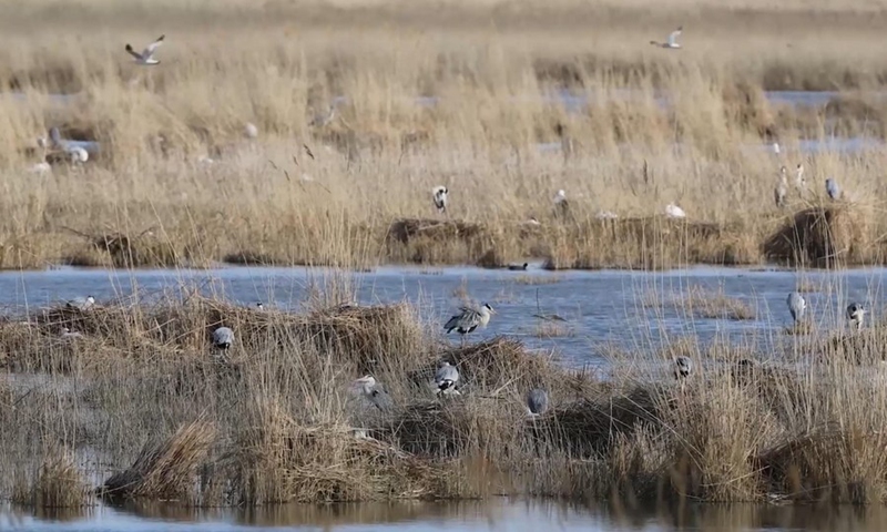 The screen shot shows migratory birds at the Hulun Lake wetland in Hulun Buir, north China's Inner Mongolia Autonomous Region, May 13, 2021. (Xinhua/Wang Xuebing)