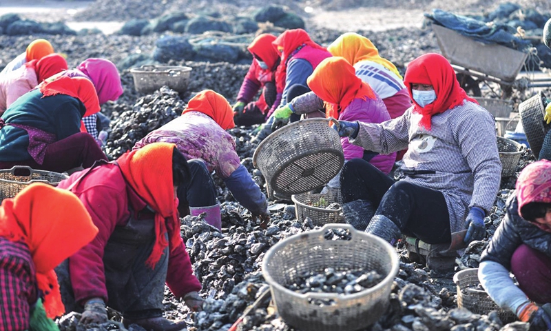 Fisherwomen pick oysters at a fishing port in Qingdao, East China's Shandong Province on January 3, 2023. As the Spring Festival approaches, local fishermen have rushed to prepare oysters and other seafood for special holiday purchases. Photo: cnsphoto