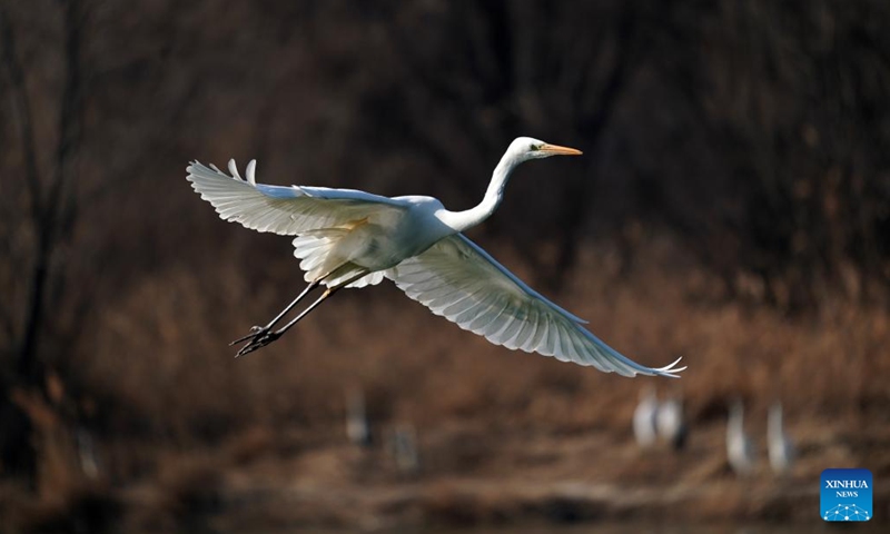 An egret flies over the Fenhe River in Taiyuan, capital city of north China's Shanxi Province, Jan. 4, 2023. In recent years, with the continuous ecological efforts along the Fenhe River, more and more migratory birds including egrets, whooper swans, black storks and other rare birds have come here to inhabit.(Photo: Xinhua)