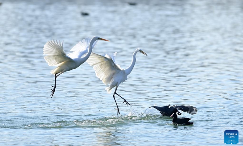 Egrets forage at Fenhe River in Taiyuan, capital city of north China's Shanxi Province, Jan. 4, 2023. In recent years, with the continuous ecological efforts along the Fenhe River, more and more migratory birds including egrets, whooper swans, black storks and other rare birds have come here to inhabit.(Photo: Xinhua)