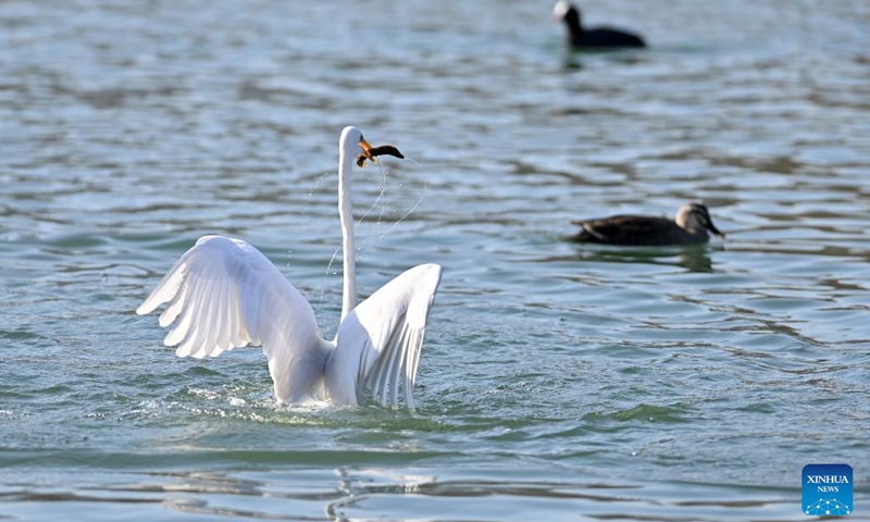 An egret forages at Fenhe River in Taiyuan, capital city of north China's Shanxi Province, Jan. 4, 2023. In recent years, with the continuous ecological efforts along the Fenhe River, more and more migratory birds including egrets, whooper swans, black storks and other rare birds have come here to inhabit.(Photo: Xinhua)